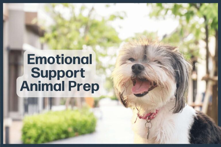 The Power Of Emotional Support Dogs FAQ Minneapolis, MN